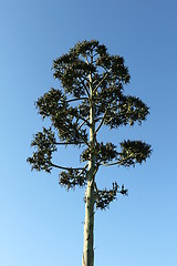 Image showing Agave Seedpods