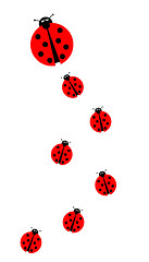 Image showing Many Ladybugs