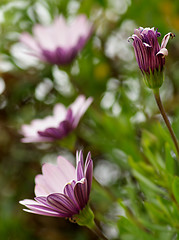 Image showing Garden Daisy Flowers