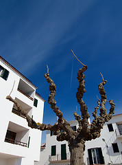 Image showing Tree between Houses