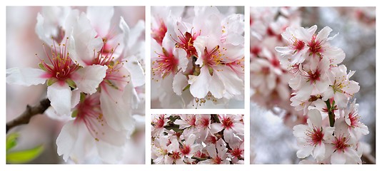 Image showing Cherry Blossom Collection