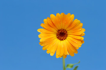 Image showing yellow gerber flower against blue