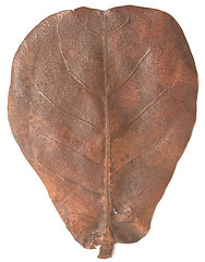 Image showing autumn leaf