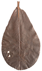 Image showing autumn leaf