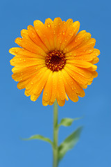 Image showing yellow gerber daisy