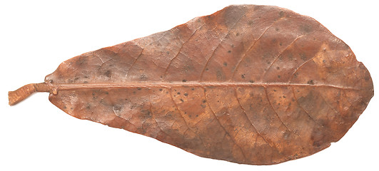 Image showing leaf