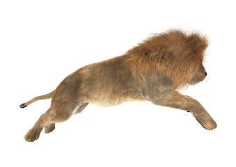 Image showing Lion