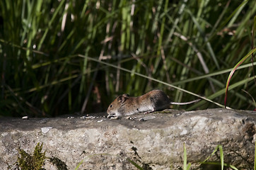 Image showing garden mouse