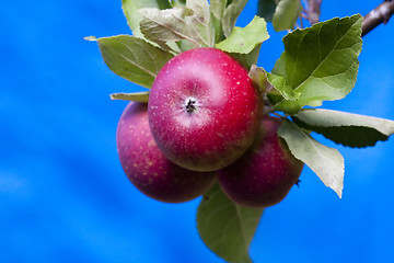 Image showing red apples