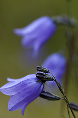 Image showing bluebells