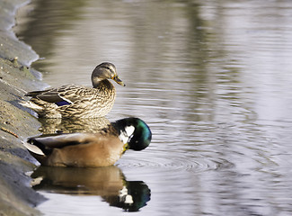 Image showing cute mallard