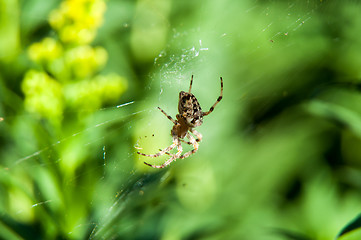 Image showing Little spider waiting for dinner