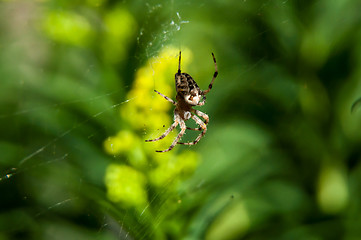 Image showing Little spider waiting for dinner