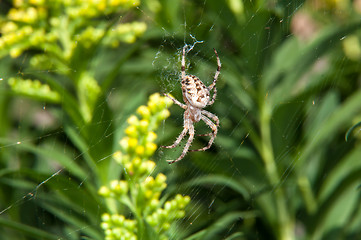 Image showing Little spider waiting for dinner