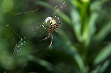 Image showing Little spider waiting for dinner