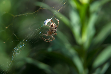 Image showing Little spider waiting for dinner