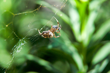 Image showing Little spider waiting for dinner