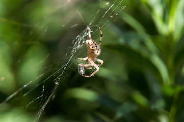 Image showing Little spider waiting for dinner