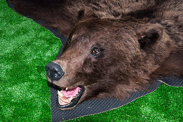 Image showing The head of the brown bear