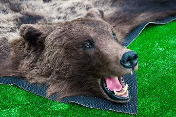 Image showing The head of the brown bear