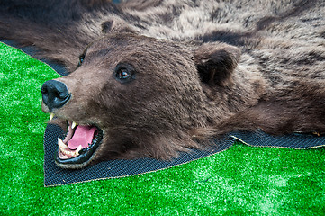 Image showing The head of the brown bear