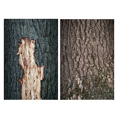 Image showing bark with two oaks