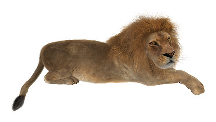 Image showing Lion