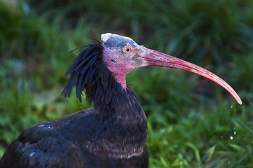 Image showing Northern bald ibis