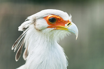 Image showing Secretarybird or secretary bird