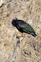 Image showing Northern bald ibis