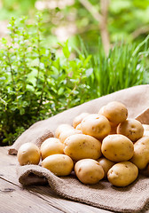 Image showing Farm fresh  potatoes on a hessian sack