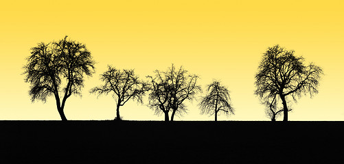 Image showing fruit tree silhouettes