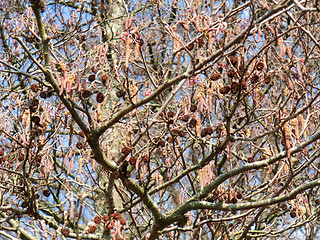 Image showing Alder detail