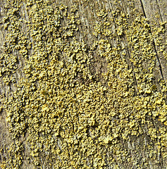 Image showing lichen closeup