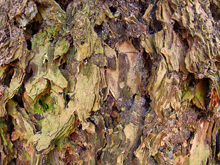 Image showing rough bark closeup