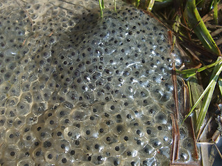 Image showing frog spawn closeup