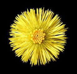 Image showing yellow flower head