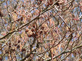 Image showing Alder detail