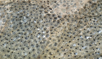 Image showing frog spawn closeup