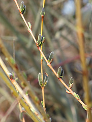 Image showing young catkins