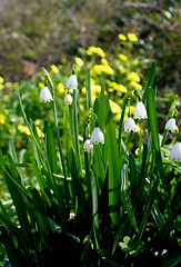 Image showing Lily of the Valley