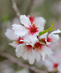 Image showing Cherry Blossom