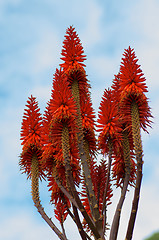 Image showing Blooming Aloe Vera