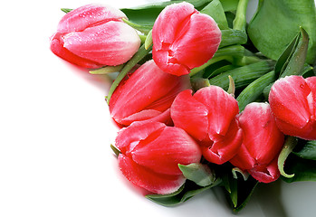 Image showing Spring Tulips