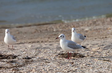 Image showing Seagulls on sea beach