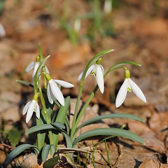 Image showing Snowdrops.