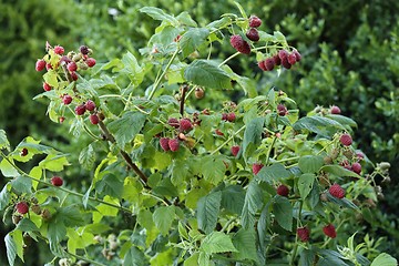 Image showing Raspberries