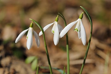 Image showing Snowdrops.