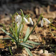 Image showing Snowdrops