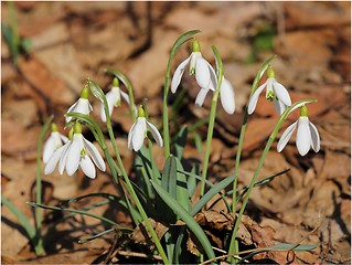 Image showing Snowdrops